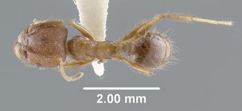 Media type: image;   Entomology 20684 Aspect: habitus dorsal view